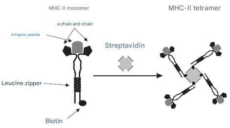 主要组织相容性复合体(MHC)的分子架构、遗传多态性与免疫调控机制