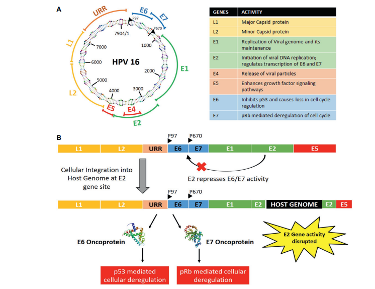 HPV MHC-I四聚体技术突破：解码宫颈癌免疫应答，驱动精准免疫治疗研发