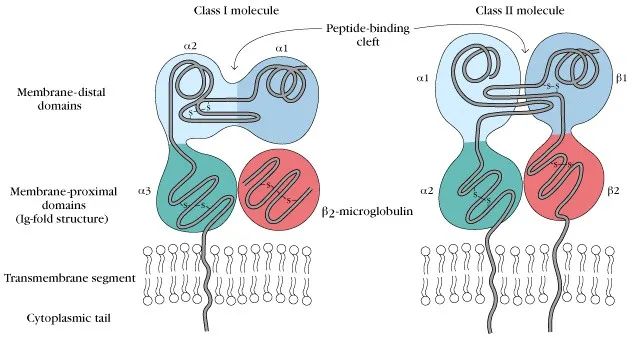 MHC-Ib四聚体：非经典抗原呈递与NK细胞免疫调节的分子基础