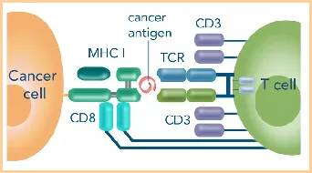 解析MHC I多聚体技术:从分子设计到免疫监测的革新