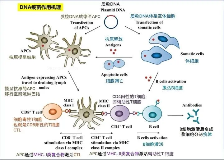 MHC聚合体：DNA疫苗免疫应答的核心枢纽与激活机制