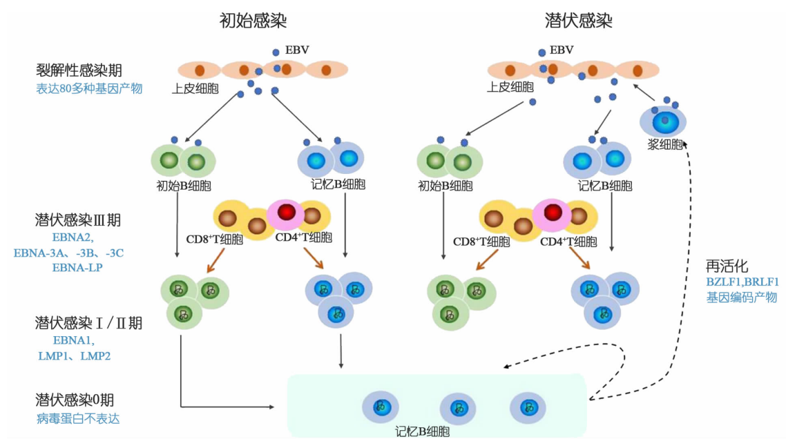 EBV MHC-I四聚体技术突破：解码鼻咽癌免疫应答，赋能精准免疫治疗研发