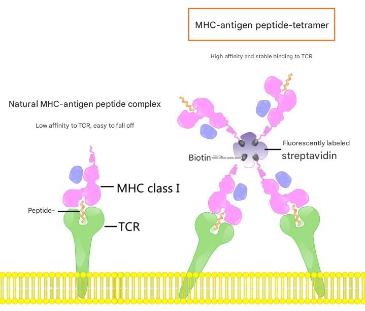 解析MHC-Ia四聚体技术:从分子机制到肿瘤免疫治疗的革新应用