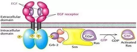 EGFR靶向治疗:肺癌精准医疗的“利器”