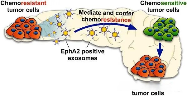 EphA2:胰腺癌耐药性传递的关键“信使”