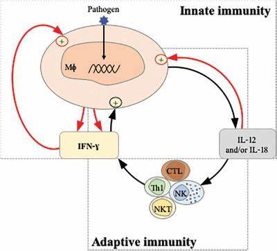 深入解析干扰素-γ(IFN-γ):宿主防御机制与治疗潜力新洞察