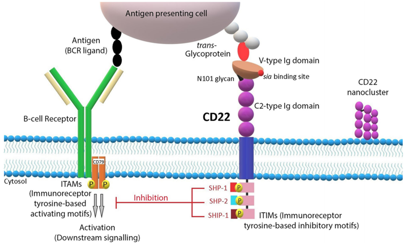 从CAR-T到ADC:Siglec-2/CD22如何改写B细胞恶性肿瘤治疗格局?