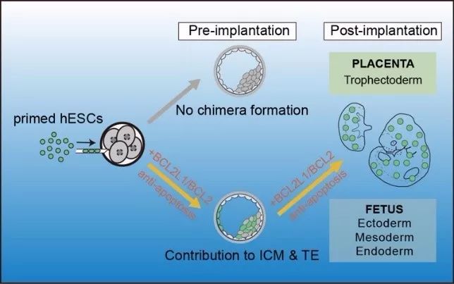 PNAS | HB-EGF与VANGL2在胚胎植入中的关键对话机制