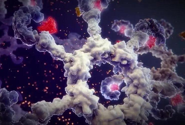 白细胞介素 - 1α：分子机制、病理生理作用与治疗前景
