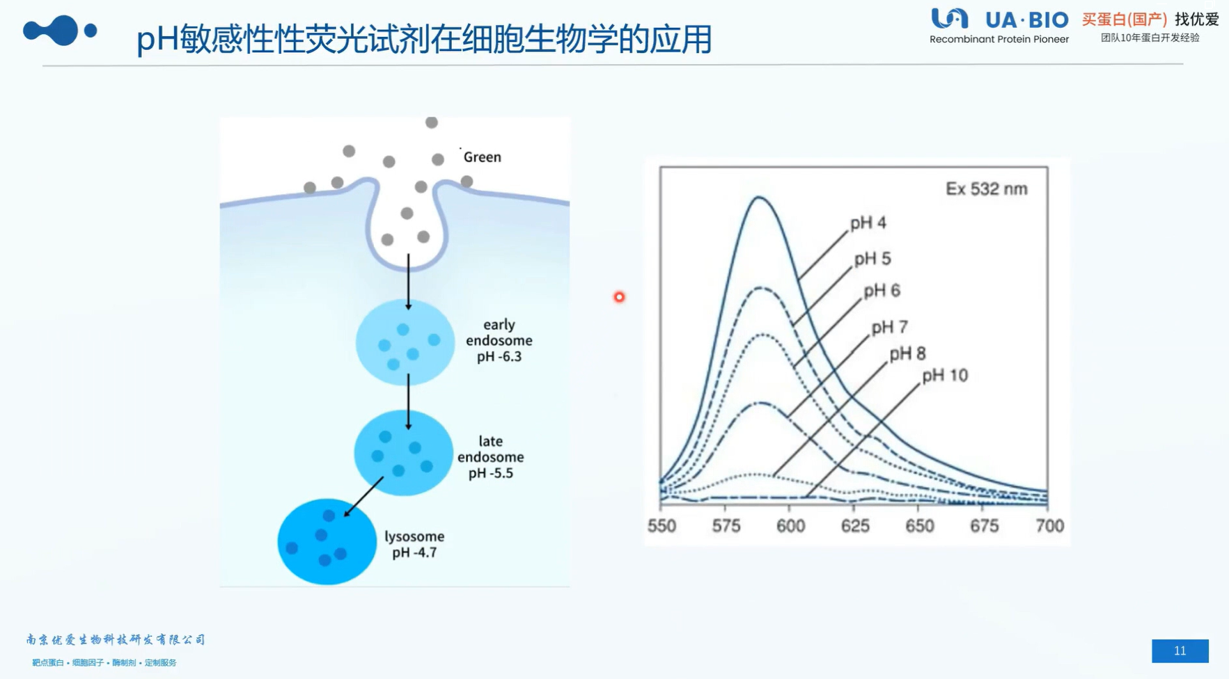 ADC内吞检测-PH敏感性荧光试剂