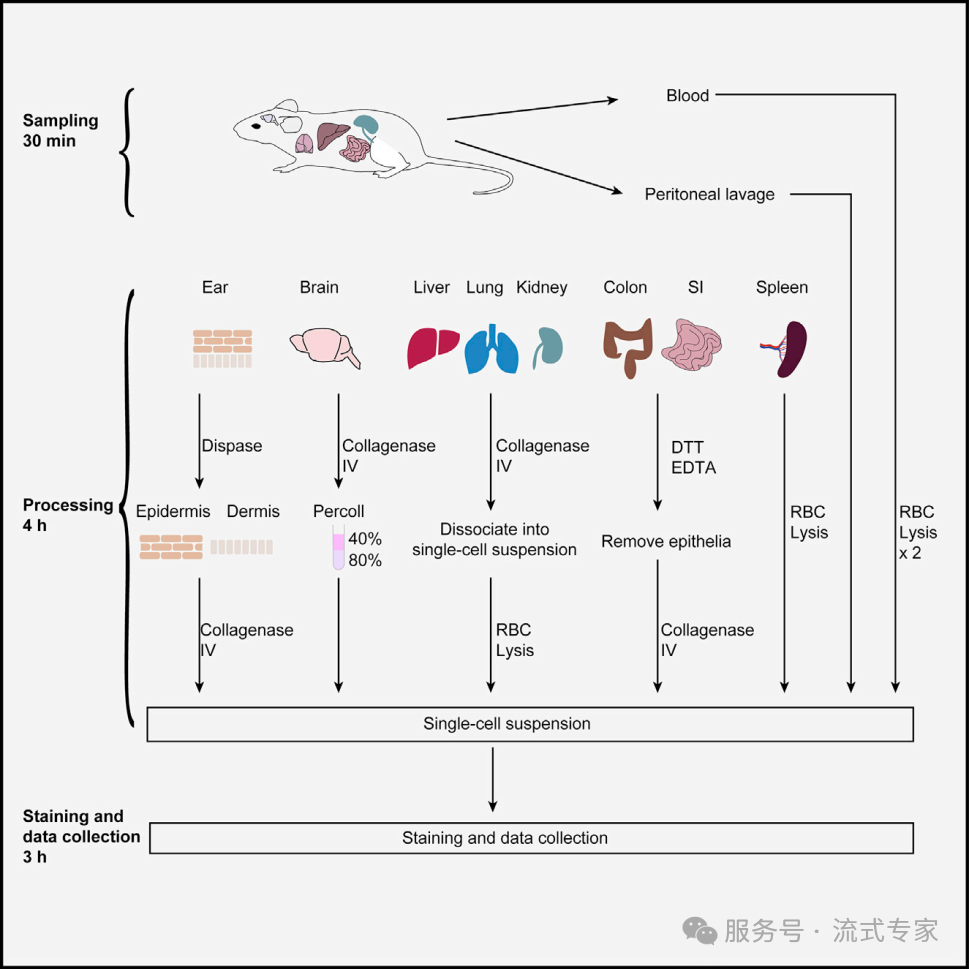 小鼠全身髓系Myloid细胞图谱攻克 ——6大器官（耳-脑-肝-肺-肾-肠）标准化单细胞悬液制备流程
