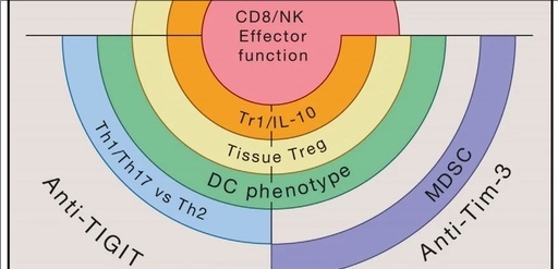 TIMD3：免疫调节中的关键共抑制分子