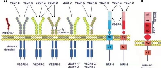VEGF121:VEGF 家族的重要亚型及其生物学意义
