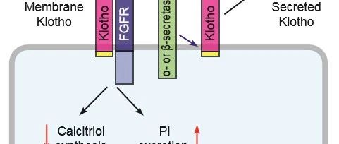 β-Klotho：代谢调控的 “命运之线” 与疾病治疗新靶点