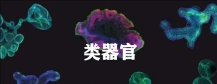 类器官：解锁肿瘤免疫研究的三维 “微缩战场”