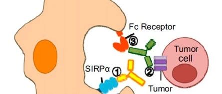SHPS1靶向：CD47 轴肿瘤免疫疗法的差异化新路径