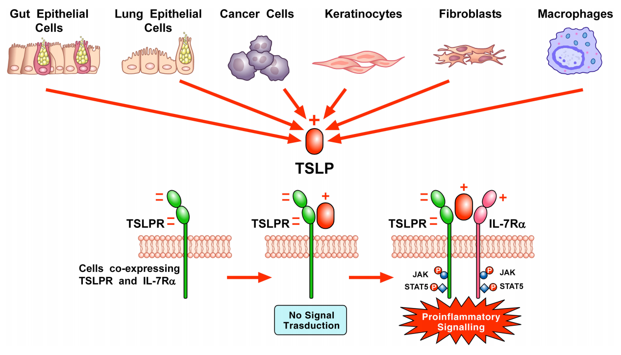 TSLP：免疫调控的“核心玩家”，你了解多少？