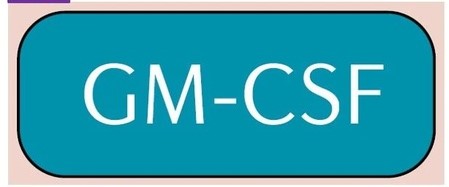 GM-CSF在免疫、炎症及治疗应用中的作用