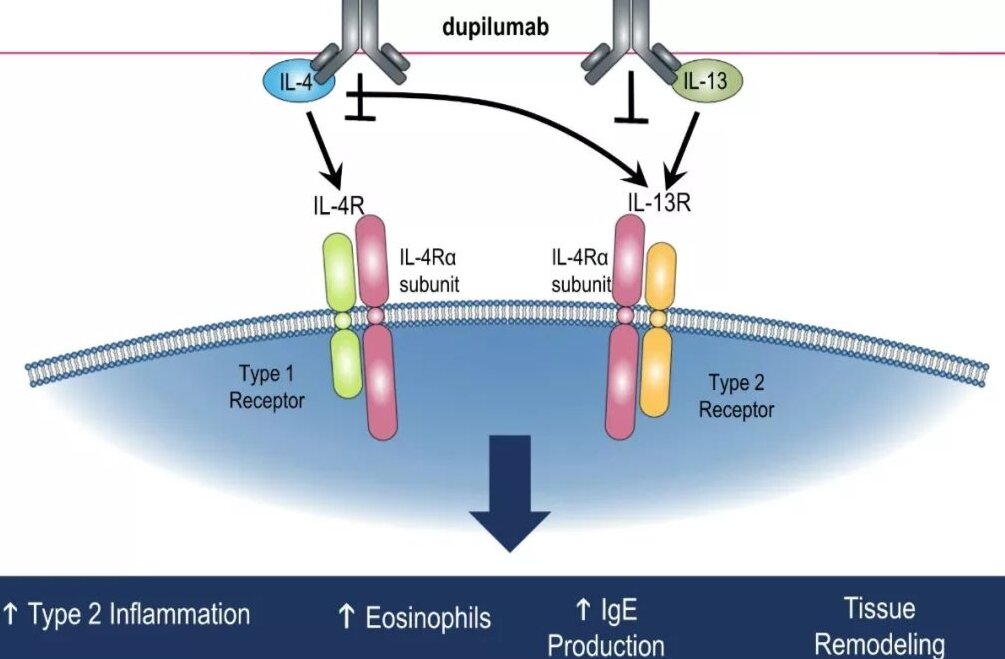 探索IL-4Rα/CD124：免疫系统中的关键调节者与其临床意义