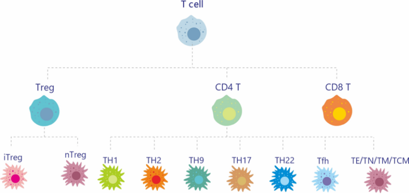 CD3/CD4/CD8/Treg磁珠分选保姆级Protocol，告别T细胞分选玄学，结果稳了！