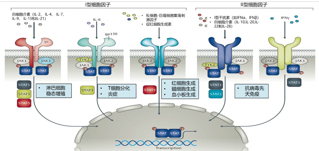 IL-10家族细胞因子为何成为炎症调控中的关键角色?