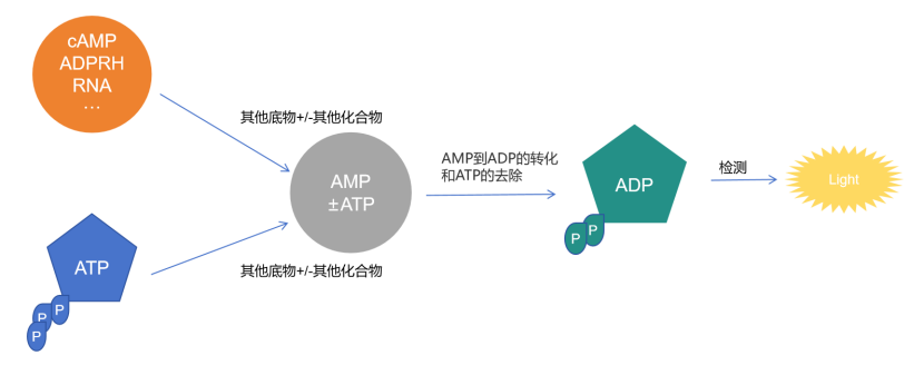 高通量AMP相关酶靶点药物检测技术 UA-Glo® AMP Assay Kit