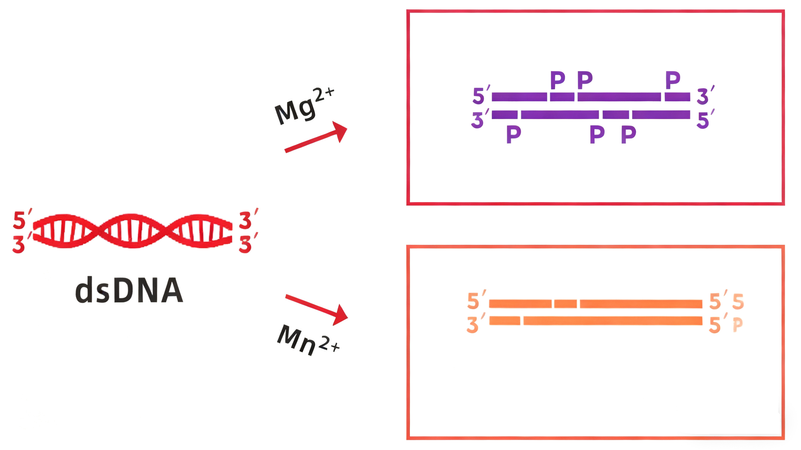 DNase I 究竟如何识别与切割 DNA？