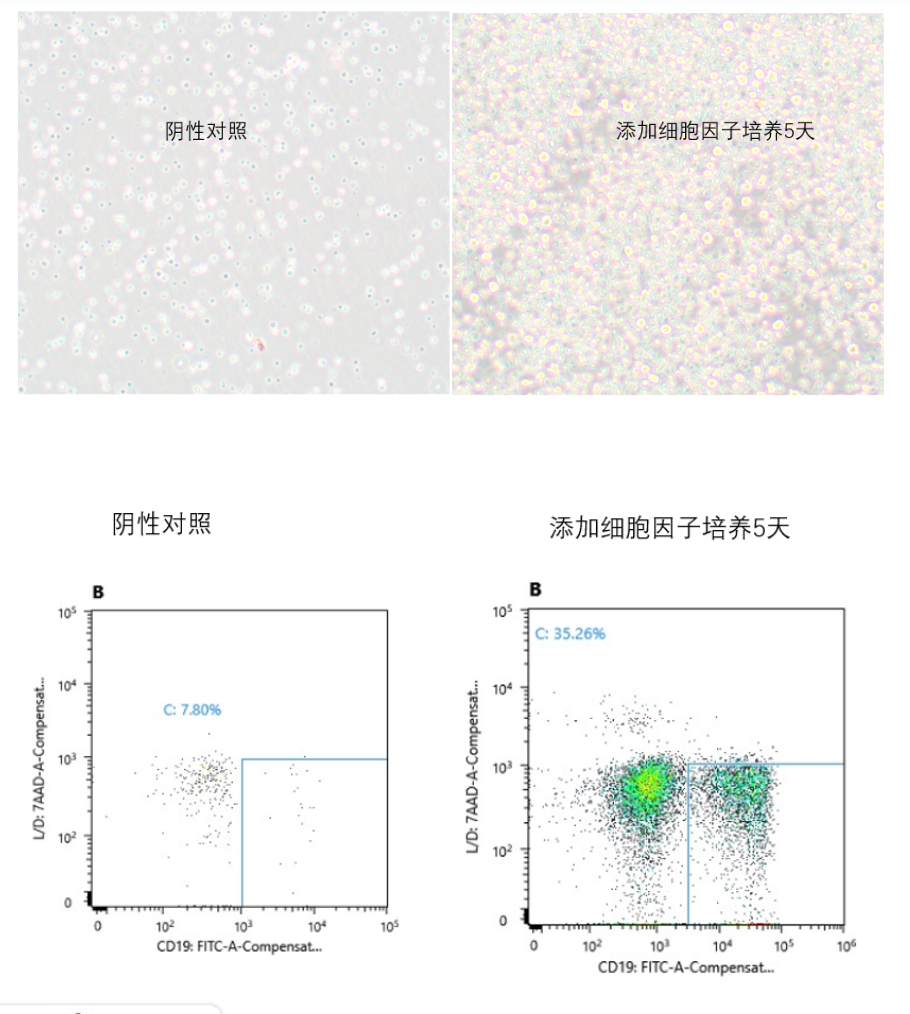 人B细胞极化太迷茫?优爱生物助你精准定向!