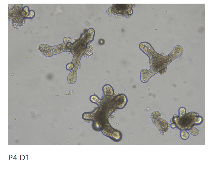 优爱生物：细胞因子优化方案——提升小肠类器官模型可靠性的关键技术