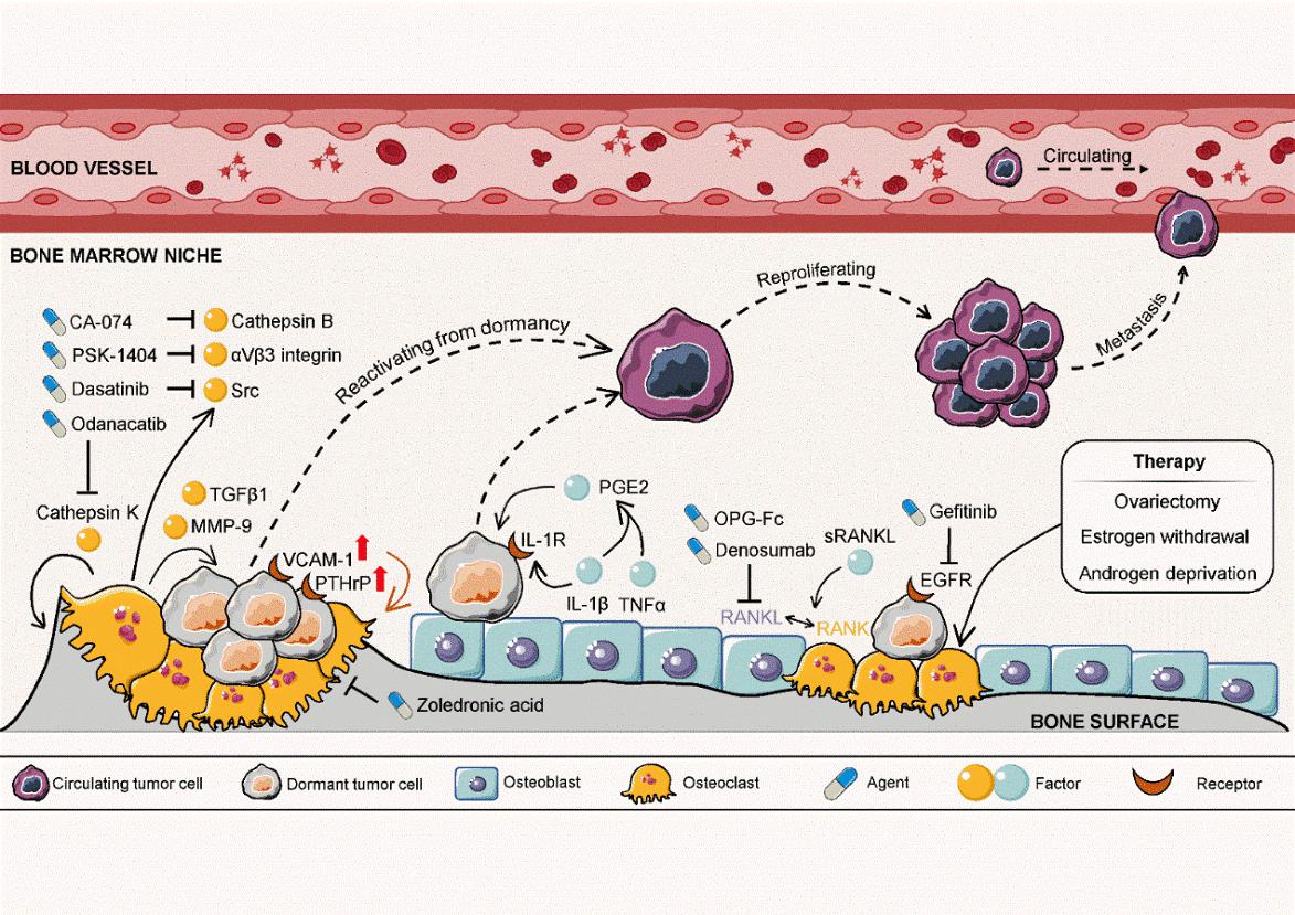 体外构建功能性破骨细胞:解析M-CSF与RANKL的信号协同与精准调控