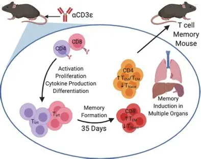 解锁小鼠T细胞功能:从脾脏分离到高效扩增的标准化解决方案