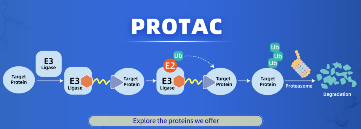 千亿蓝海市场:PROTAC技术热门靶点全景透视