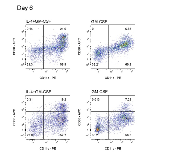 小鼠骨髓来源树突状细胞诱导分化完全指南:从细胞因子选择到功能验证