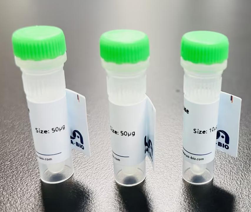 MBP蛋白与自身免疫:当大脑的“绝缘大师”成为攻击目标