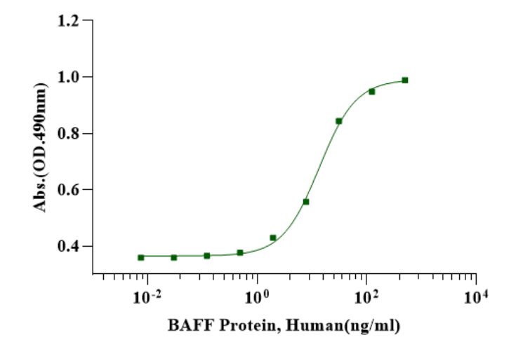 BAFF/TNFSF13B：在B细胞免疫与自身免疫中的核心调控作用