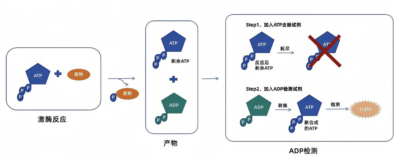 激酶检测"万能钥匙"!ADP激酶检测均相发光技术,高通量筛选标杆