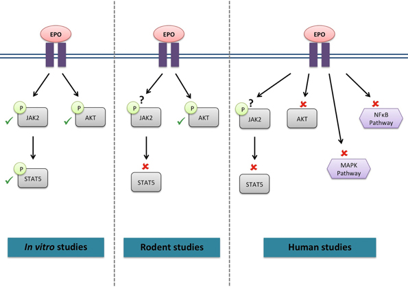 促红细胞生成素：超越贫血治疗的多效性细胞因子