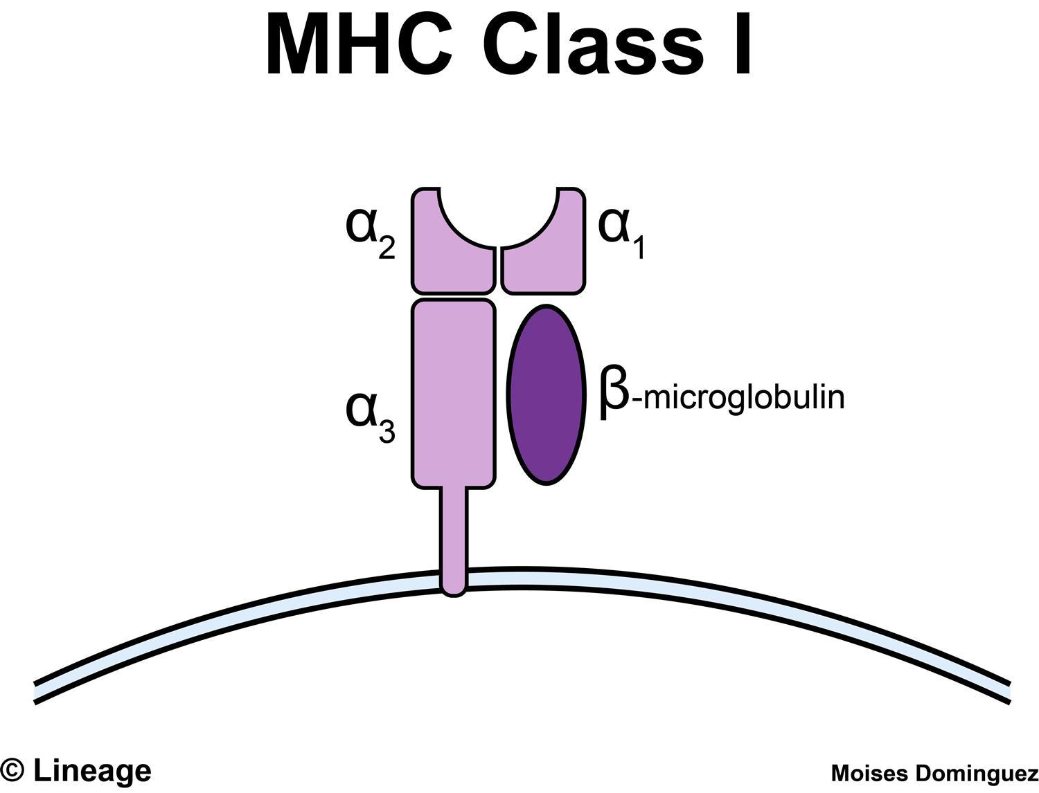 MHC四聚体技术：精准追踪T细胞的"神器"