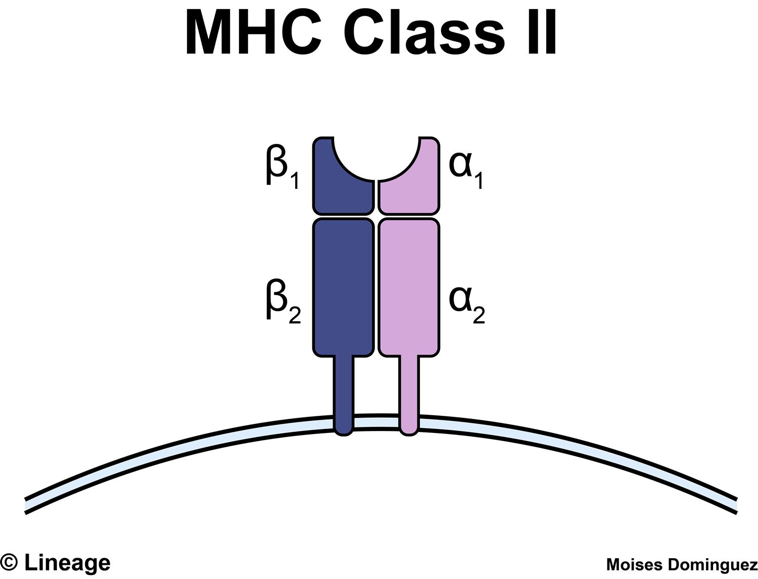 MHC HLA-A*1101/VVVGADGVGK KRAS G12D Tetramer-PE：靶向致癌驱动突变特异性T细胞应答的关键工具
