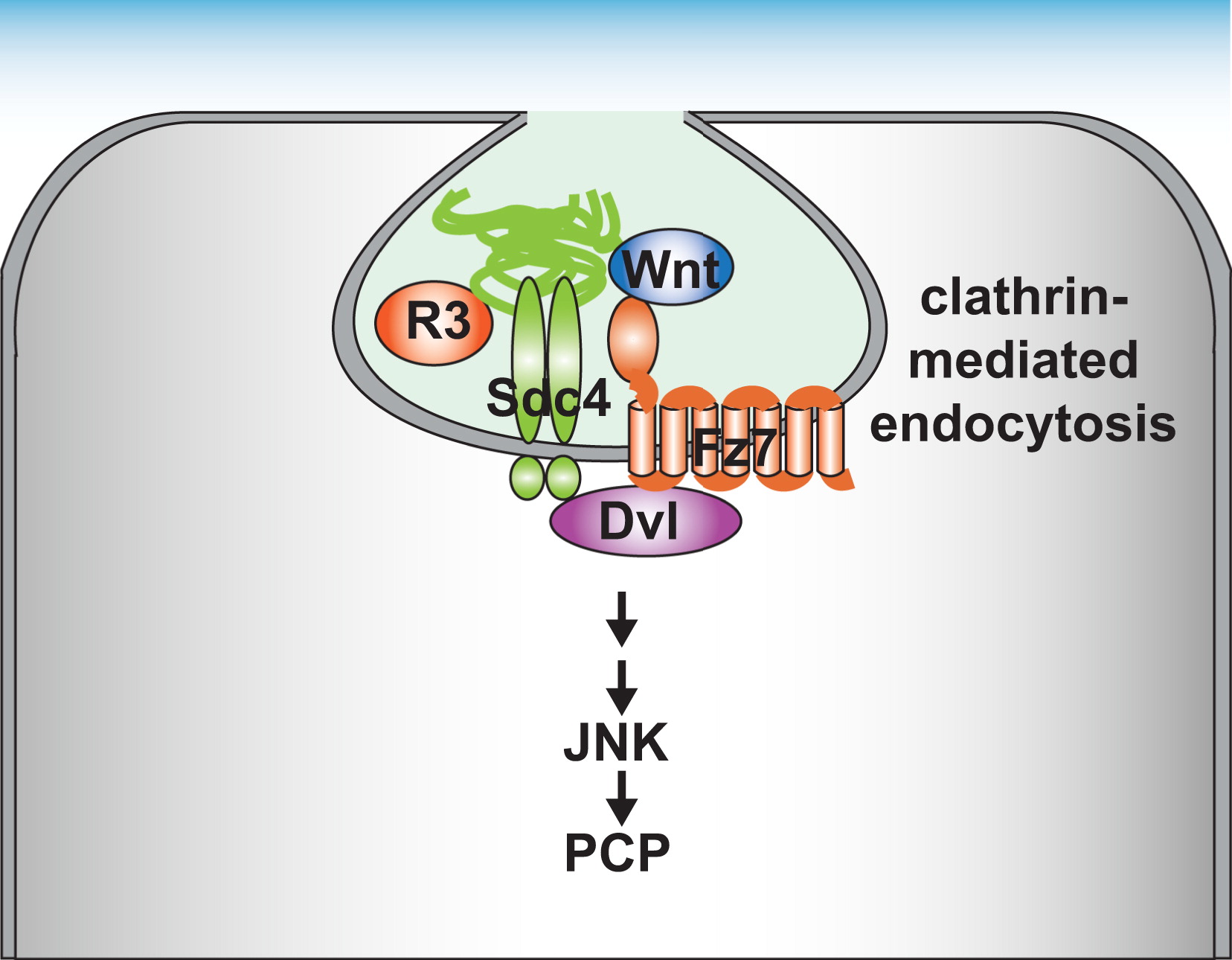 LIF蛋白:多面手细胞因子------从胚胎着床到神经修复与癌症博弈