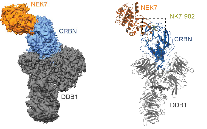 TNFR-1/CD120a：炎症与细胞死亡的"主开关"，如何成为自身免疫病与癌症治疗的核心靶点
