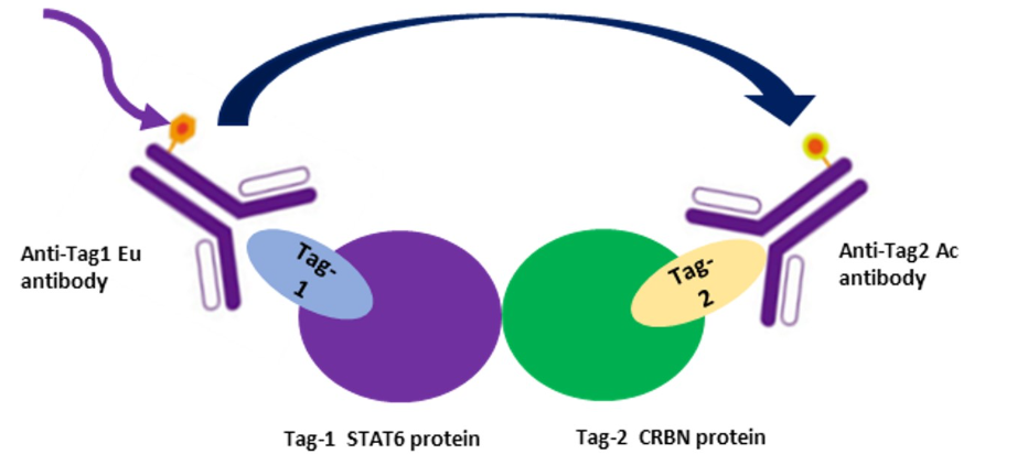精准互作,一“探”究竟