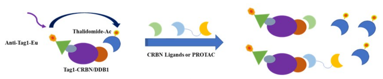 解码多发性骨髓瘤诊断与治疗的关键探针