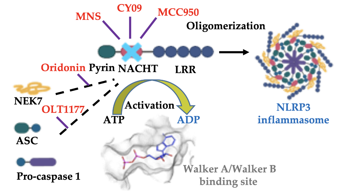 ActRIIB蛋白:肌肉生长的"核心刹车"与疾病治疗的新靶点