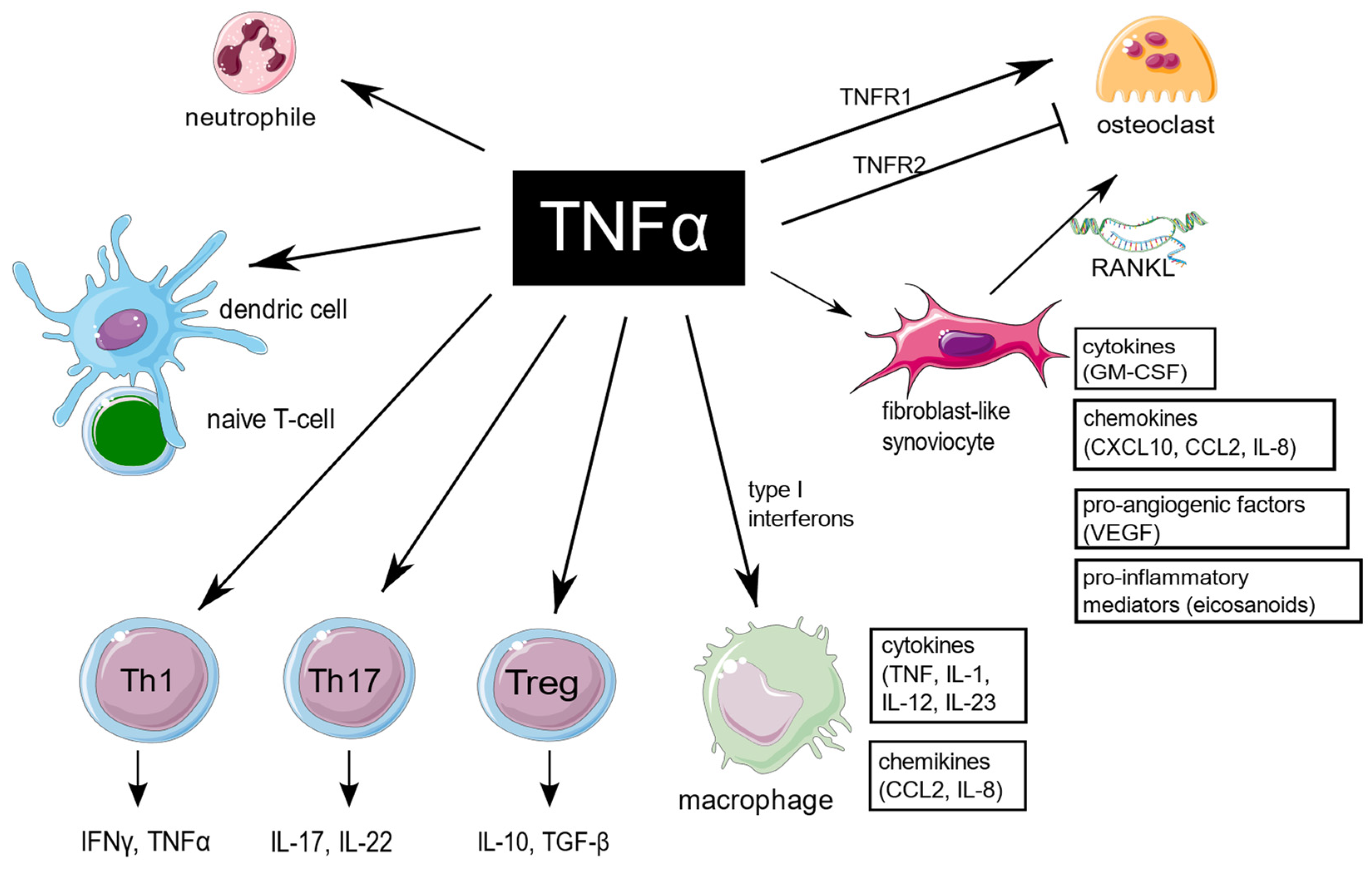 Noggin蛋白：骨骼发育的"雕刻师"与BMP通路的精准"刹车"