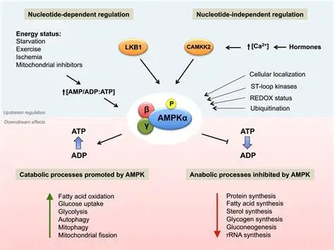 IL-6蛋白:炎症的关键信使,与多种重大疾病密切相关