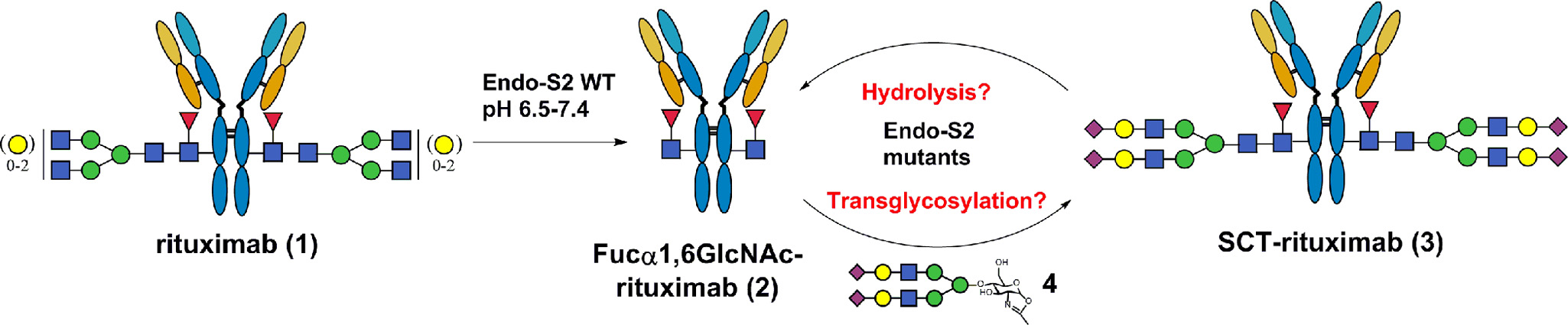 Endo S2（内切糖苷酶S2）：抗体糖基化修饰的"分子剪刀"