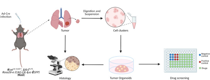 LR3-IGF-I（Long R3 IGF-I）：工程化的促生长"超级信使"