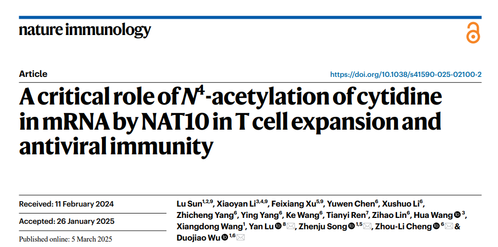【IF 27.7】揭秘 T 细胞抗病毒免疫的关键机制 ——Absin 多肽助力《Nature Immunology》重磅研究
