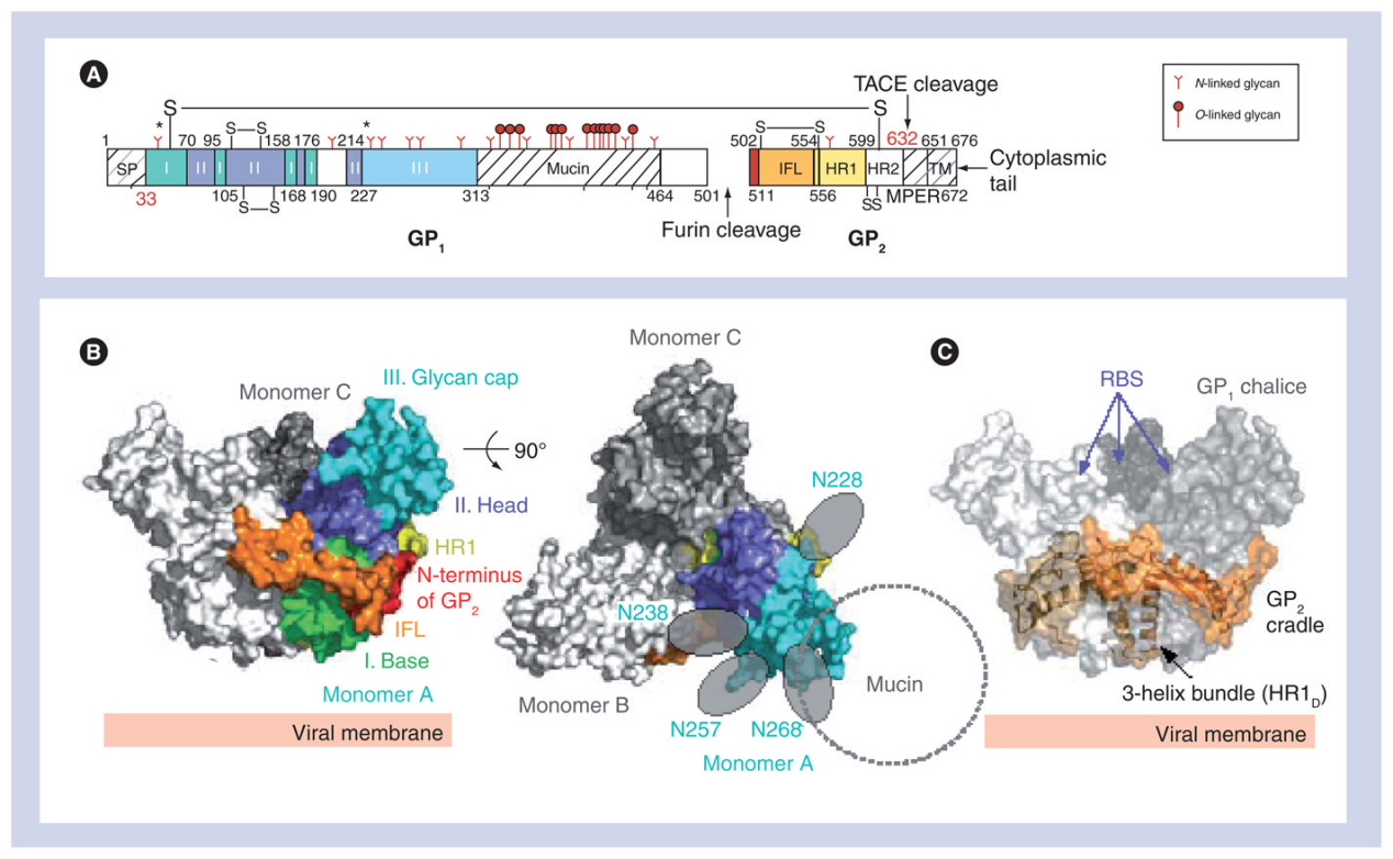 Alexa Fluor 647-Labeled B7-H3/CD276 Fc Chimera：免疫微环境解析的"远红外精准定位器"